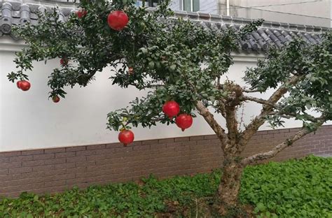 门前树风水|富不富，门前树！庭院养树有讲究，首选这七种，寓意好，好处。